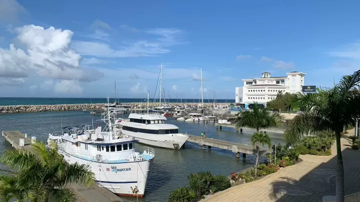 Marina basin with yachts and palm trees
